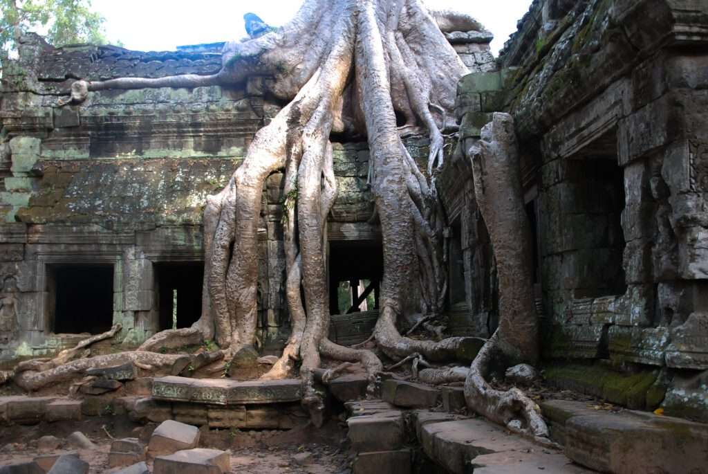 a tree growing over Angkor Wat. Crazy travel place, a real sights. 